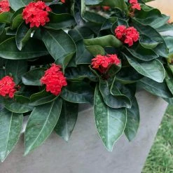 KANTE 31 in. L Rectangular Weathered Concrete/Fiberglass Indoor Outdoor Elegant Planter 14 KANTE 31 in. L Rectangular Weathered Concrete/Fiberglass Indoor Outdoor Elegant Planter -Vigoro Shop weathered concrete kante plant pots osf0104b c80021 2 66 1000