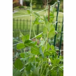 Vigoro 5 ft. x 8 ft. Sturdy Garden Trellis 13 Vigoro 5 ft. x 8 ft. Sturdy Garden Trellis -Vigoro Shop white vigoro tomato cages t008avg 1f 1000