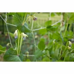 Vigoro 5 ft. x 8 ft. Sturdy Garden Trellis 17 Vigoro 5 ft. x 8 ft. Sturdy Garden Trellis -Vigoro Shop white vigoro tomato cages t008avg 31 1000