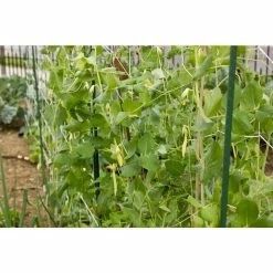 Vigoro 5 ft. x 8 ft. Sturdy Garden Trellis 16 Vigoro 5 ft. x 8 ft. Sturdy Garden Trellis -Vigoro Shop white vigoro tomato cages t008avg 76 1000
