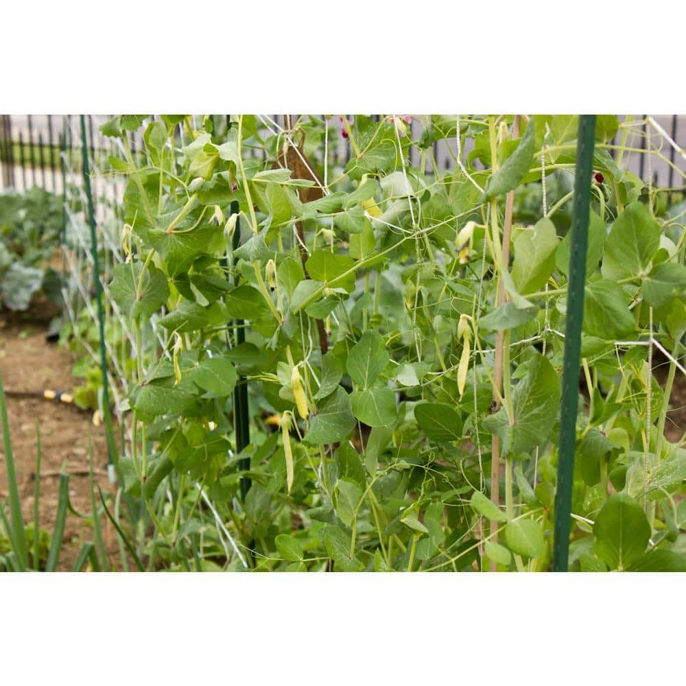 Vigoro 5 ft. x 8 ft. Sturdy Garden Trellis 9 Vigoro 5 ft. x 8 ft. Sturdy Garden Trellis - Image 7