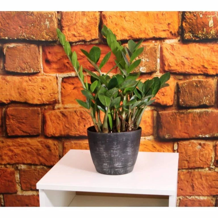 Vigoro Shop -Vigoro Shop vigoro indoor plants co zz vi wh e1 1000 768x768 1